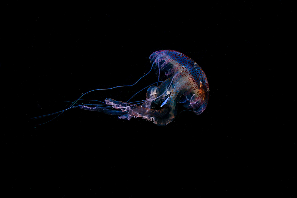Medusas con plástico en su interior evidencian el impacto de la contaminación en los océanos