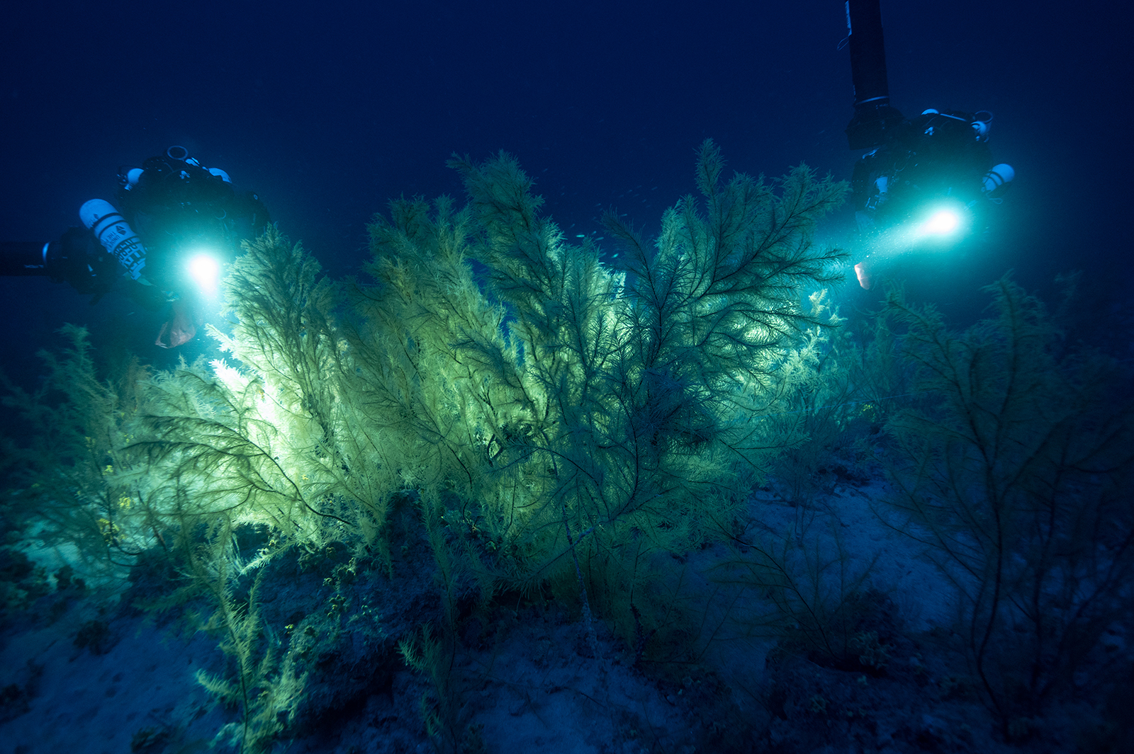 DEEP LIFE finaliza la campaña de investigación de los bosques submarinos de coral negro en las Islas